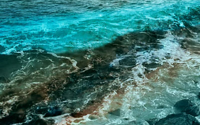 bioluminescent dinoflaggellates